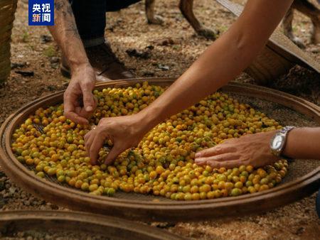 罗举办 巴西咖啡商期待深化对华合作pg电子第二届“市场咖啡节”在圣保(图3)